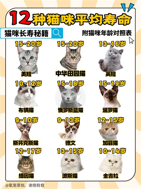 貓的屬性|猫